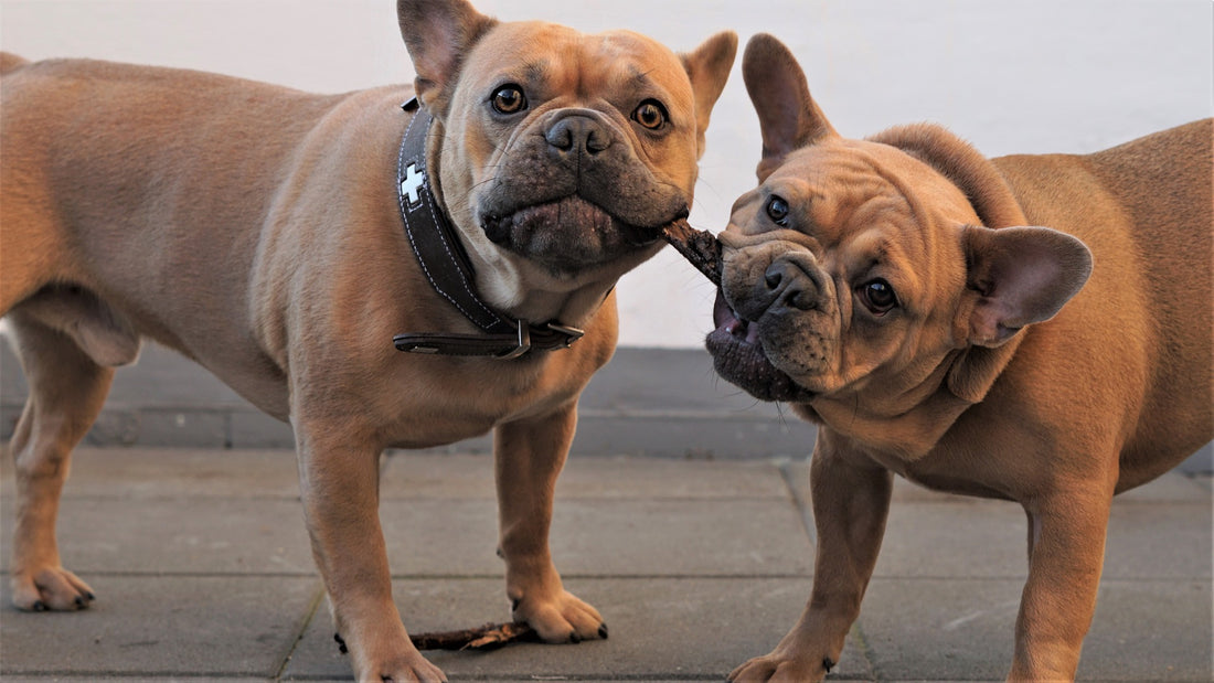 Bonding Beyond the Leash: Fun and Interactive Activities to Enjoy with Your Dog